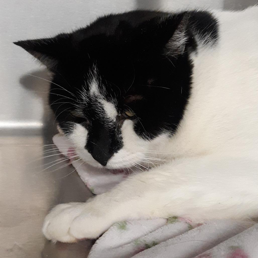 Enlarge Sparky, a Adoptable Domestic Short Hair in Spokane, WA image 5/6