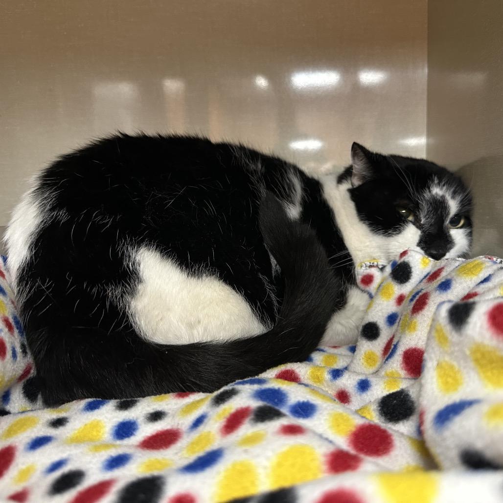 Enlarge Sparky, a Adoptable Domestic Short Hair in Spokane, WA image 6/6