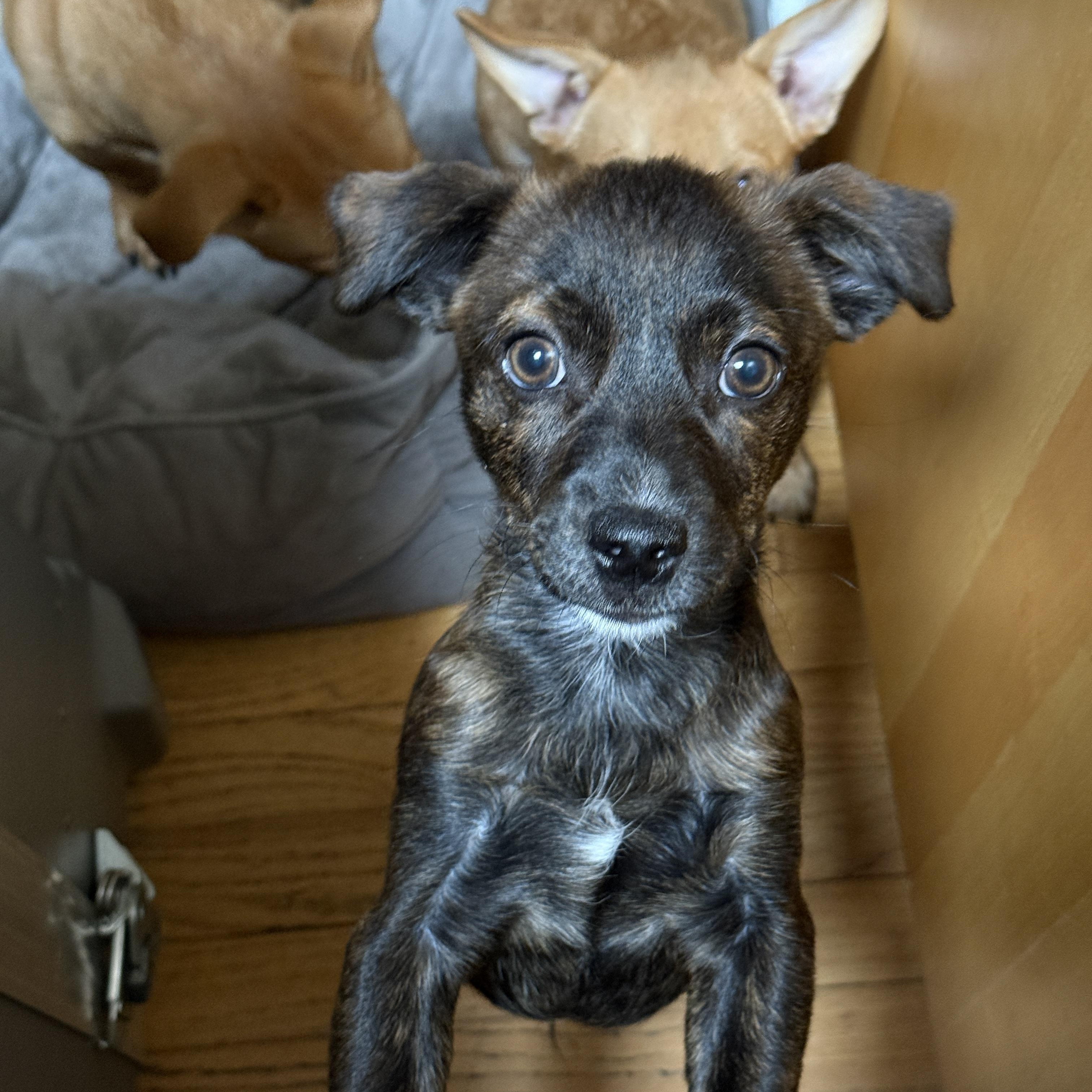 Enlarge Gordon, a ADOPTABLE mixed breed in Los Angeles, CA image 2/4