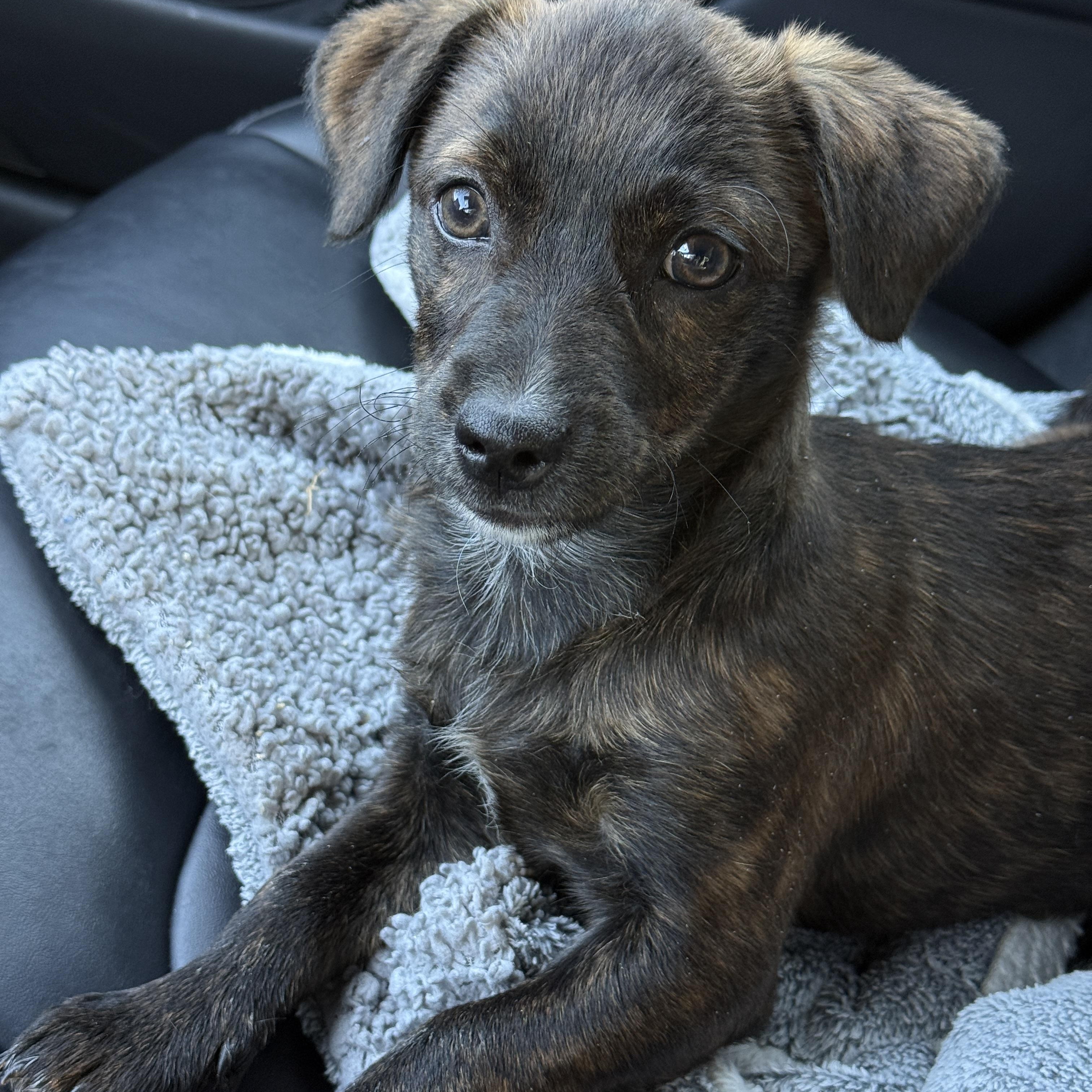 Gordon, ADOPTABLE, Puppy Male Miniature Poodle & Chihuahua.