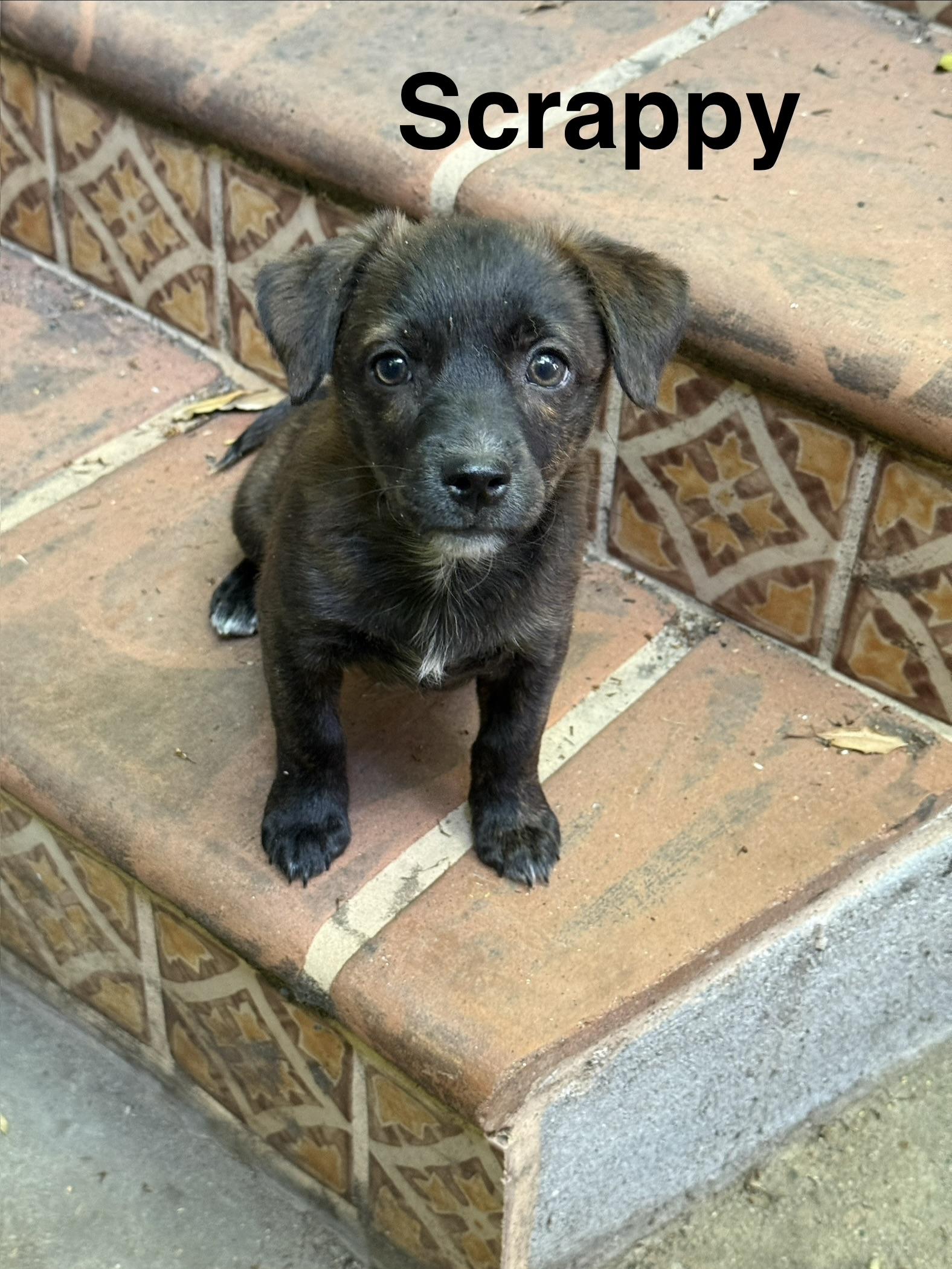 Enlarge Gordon, a ADOPTABLE mixed breed in Los Angeles, CA image 1/2