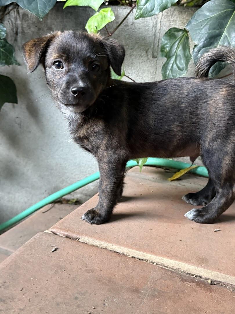 Enlarge Gordon, a ADOPTABLE mixed breed in Los Angeles, CA image 2/2