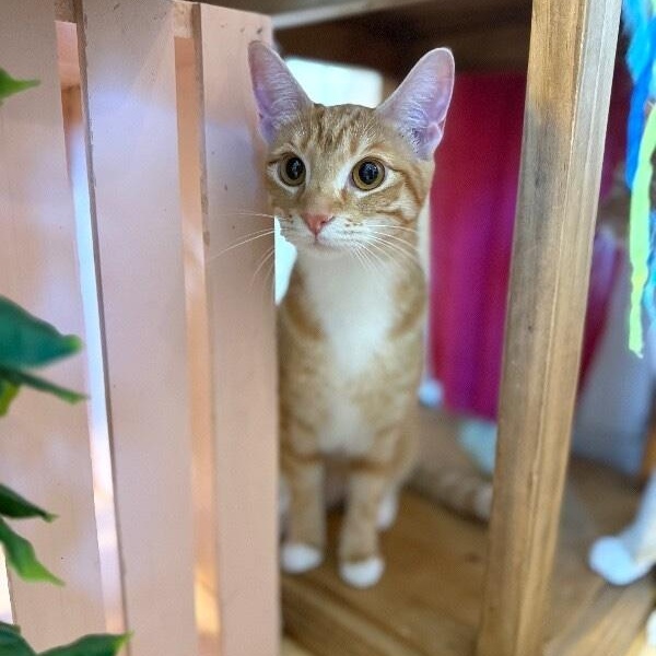 Chica Hernandez — thumbnail 4