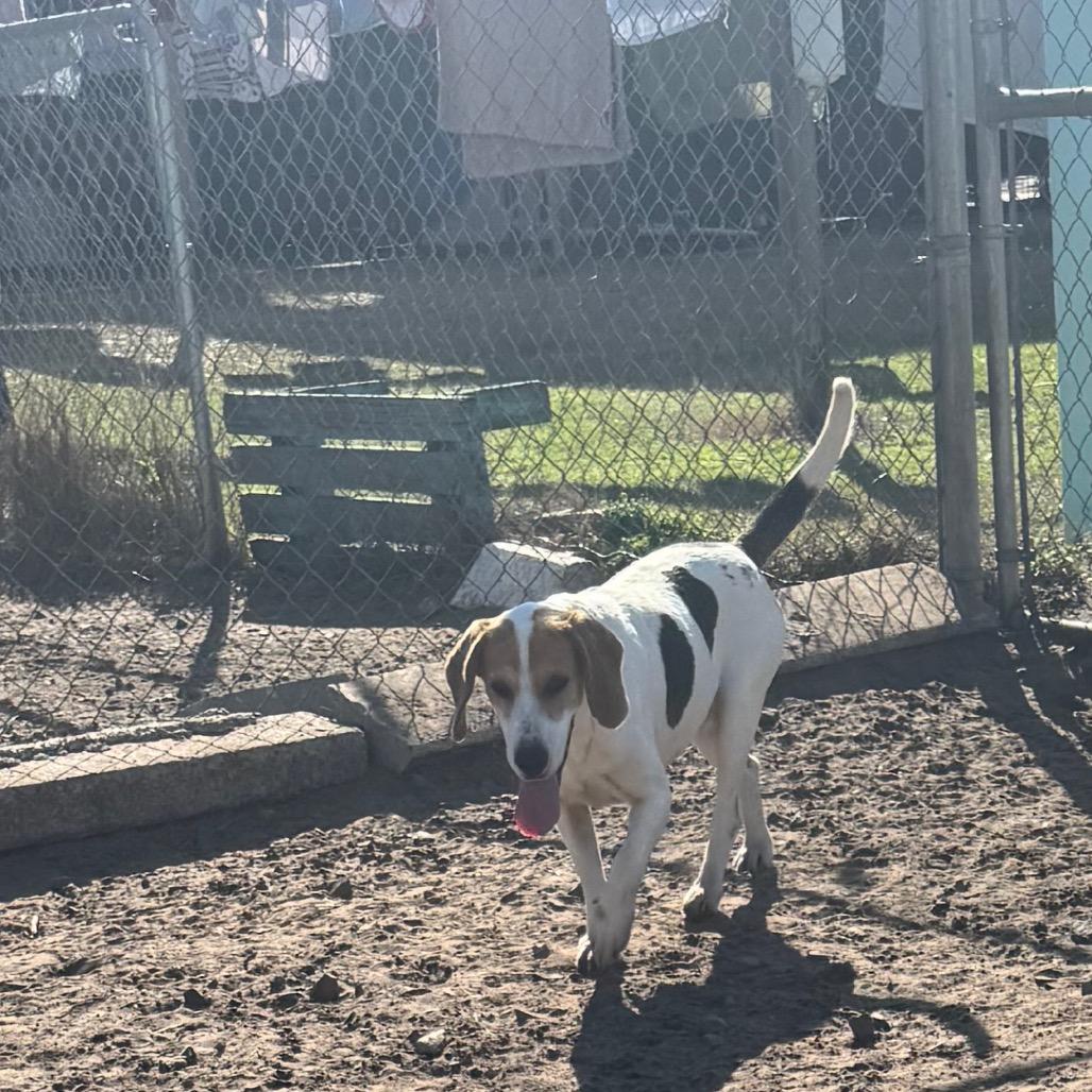 Penny Lane — thumbnail 4