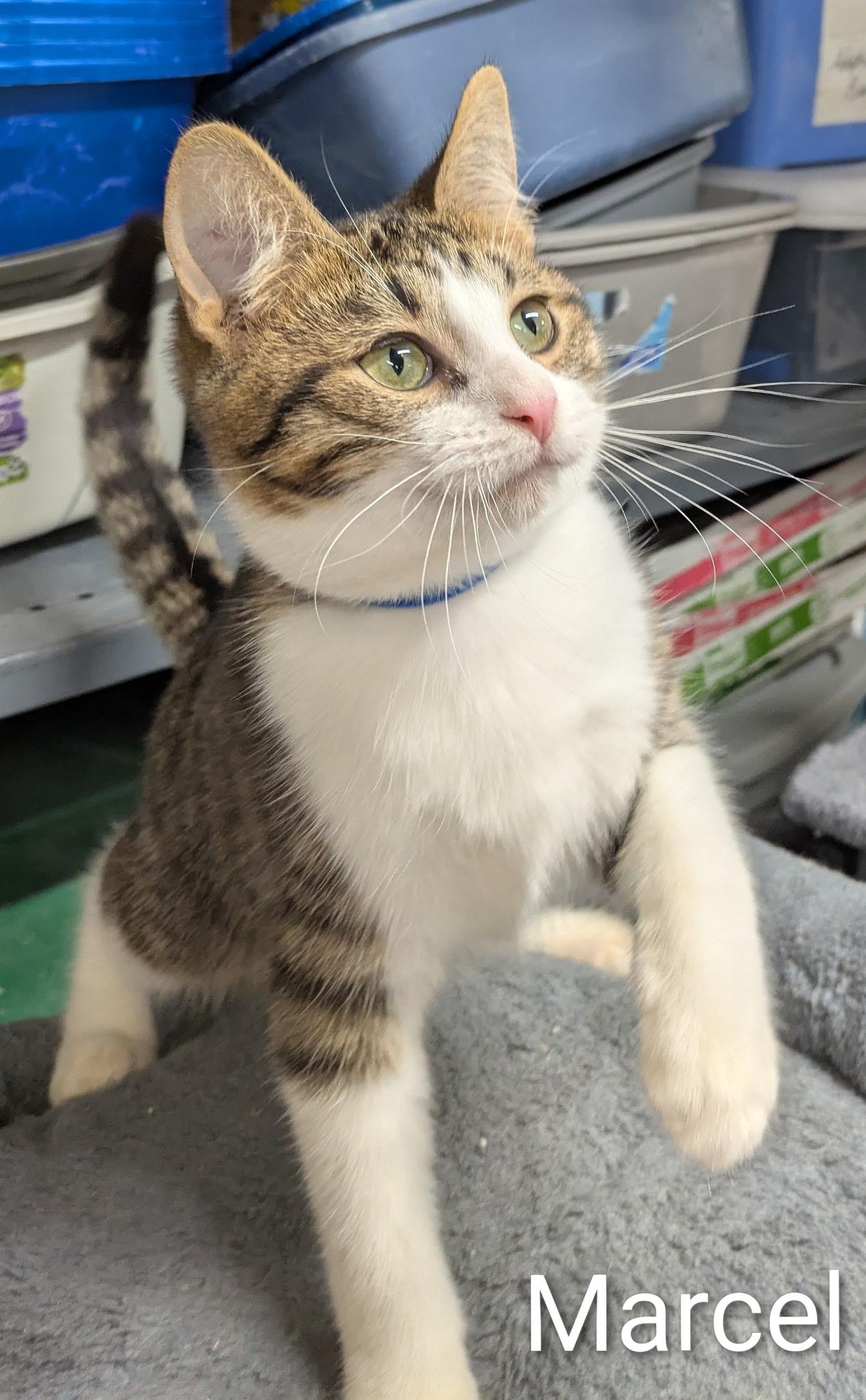 Enlarge Marcel, a ADOPTABLE Domestic Short Hair in Mears, MI image 1/3