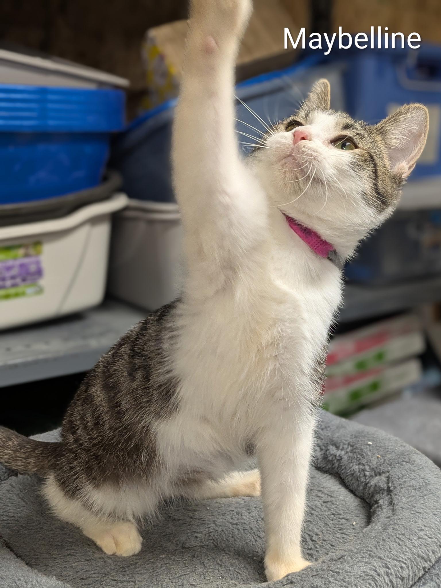 Enlarge Maybelline, a ADOPTABLE Domestic Short Hair in Mears, MI image 1/4