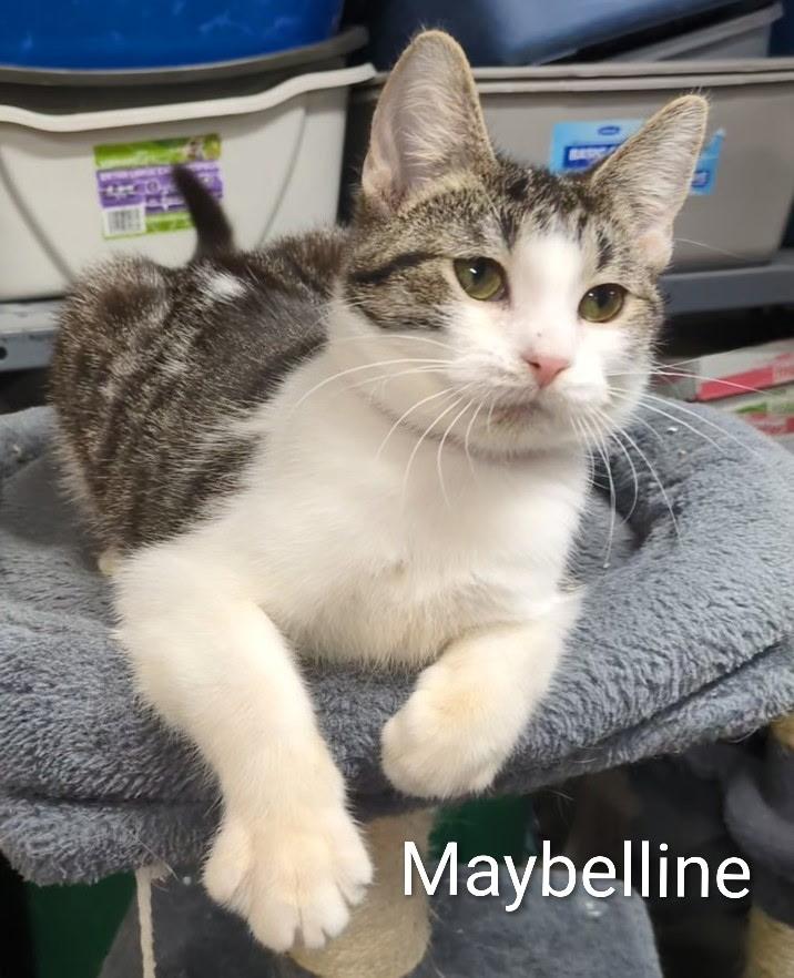 Enlarge Maybelline, a ADOPTABLE Domestic Short Hair in Mears, MI image 3/4