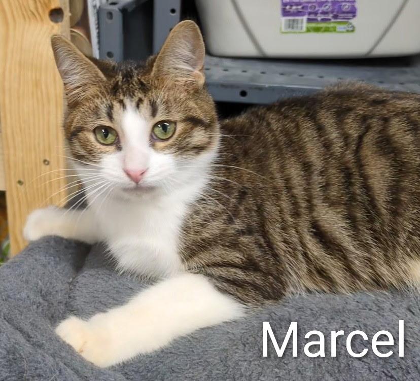 Enlarge Marcel, a ADOPTABLE Domestic Short Hair in Mears, MI image 2/3