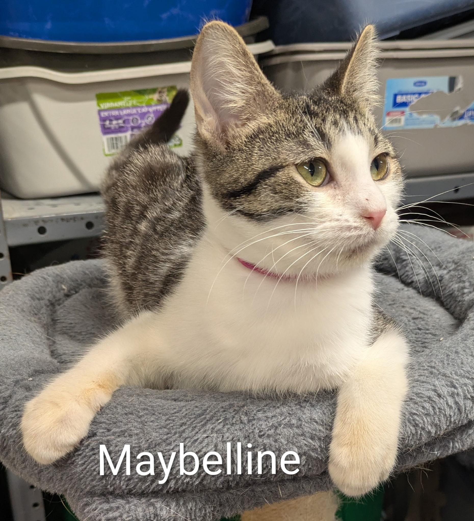 Enlarge Maybelline, a ADOPTABLE Domestic Short Hair in Mears, MI image 4/4