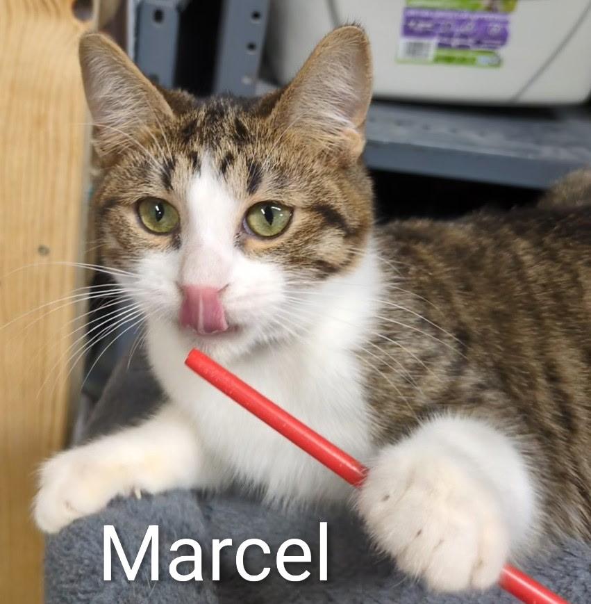 Enlarge Marcel, a ADOPTABLE Domestic Short Hair in Mears, MI image 3/3