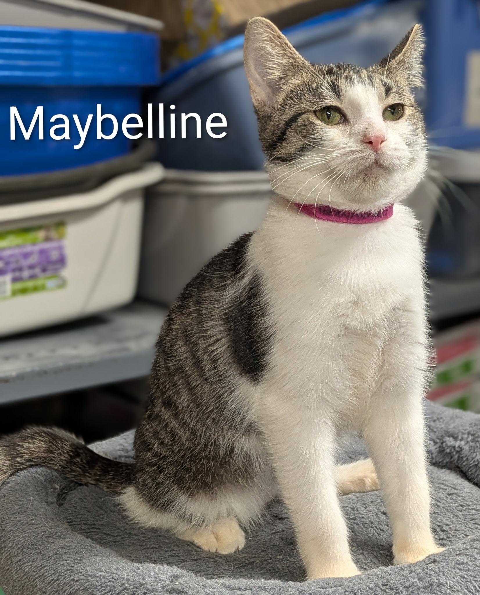 Enlarge Maybelline, a ADOPTABLE Domestic Short Hair in Mears, MI image 2/4
