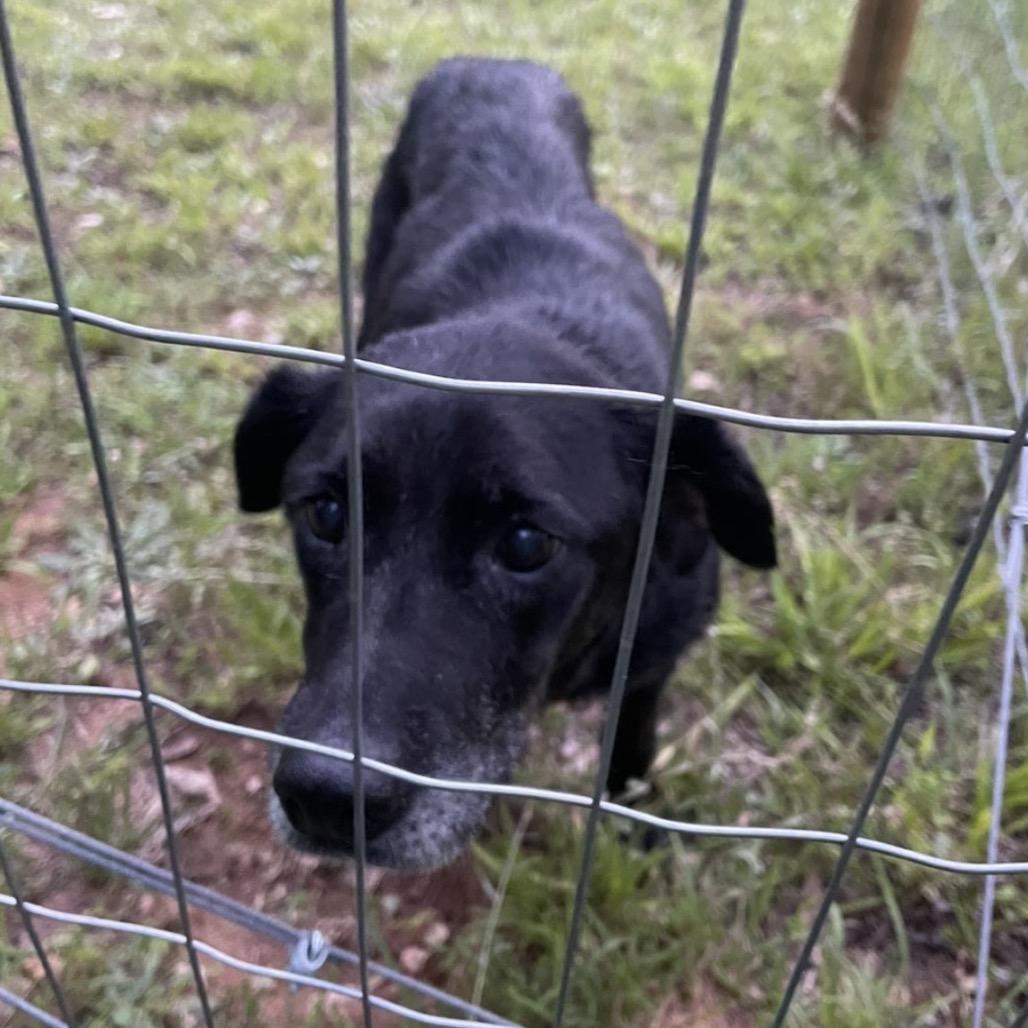 Gypsy, Adoptable, Adult Female Labrador Retriever.