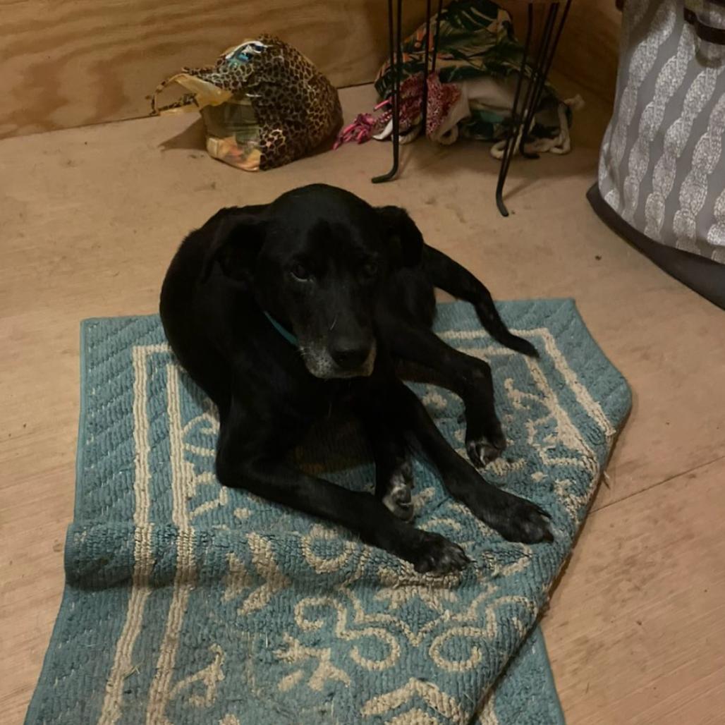 Gypsy, a Adoptable Labrador Retriever in Aberdeen, NC image 2/6