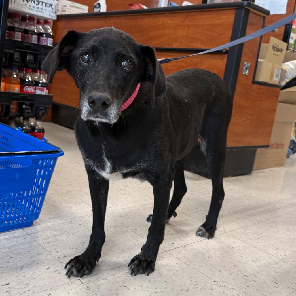 Enlarge Gypsy, a Adoptable Labrador Retriever in Aberdeen, NC image 2/6