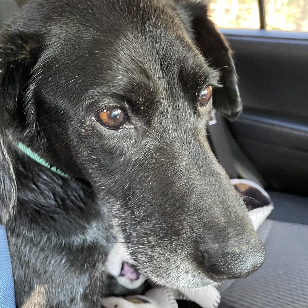 Gypsy, a Adoptable Labrador Retriever in Aberdeen, NC image 3/6