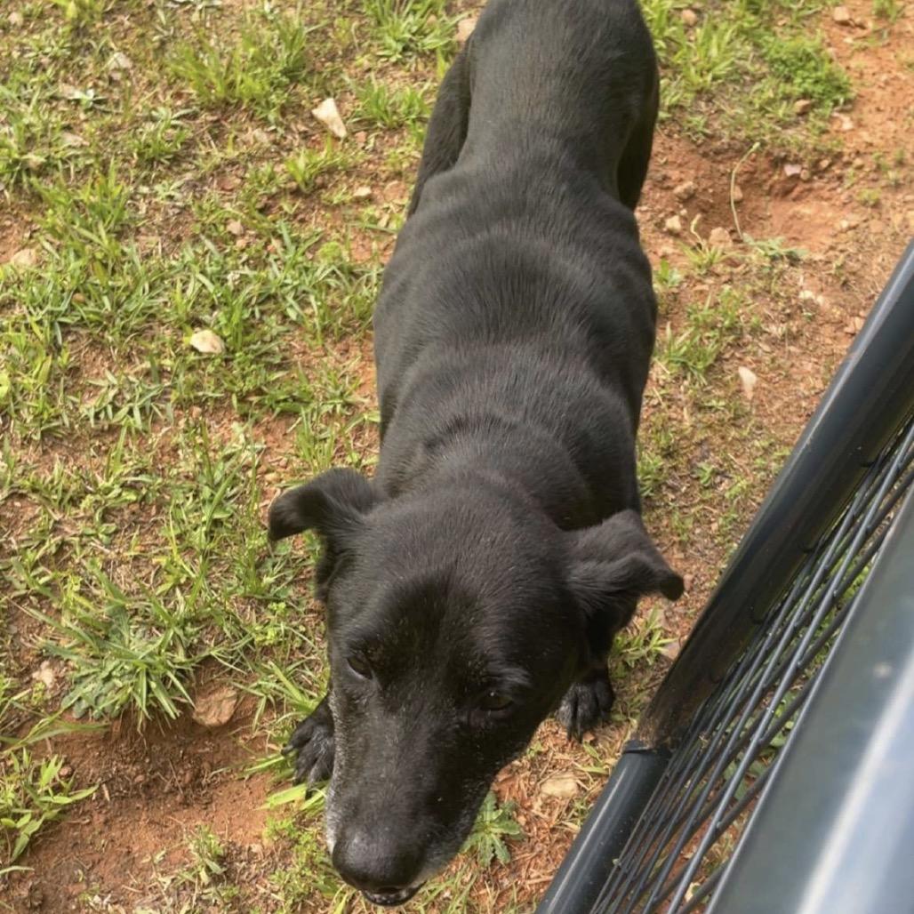 Gypsy, a Adoptable Labrador Retriever in Aberdeen, NC image 4/6