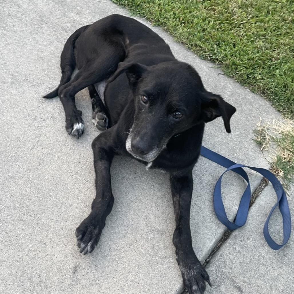 Gypsy, a Adoptable Labrador Retriever in Aberdeen, NC image 5/6
