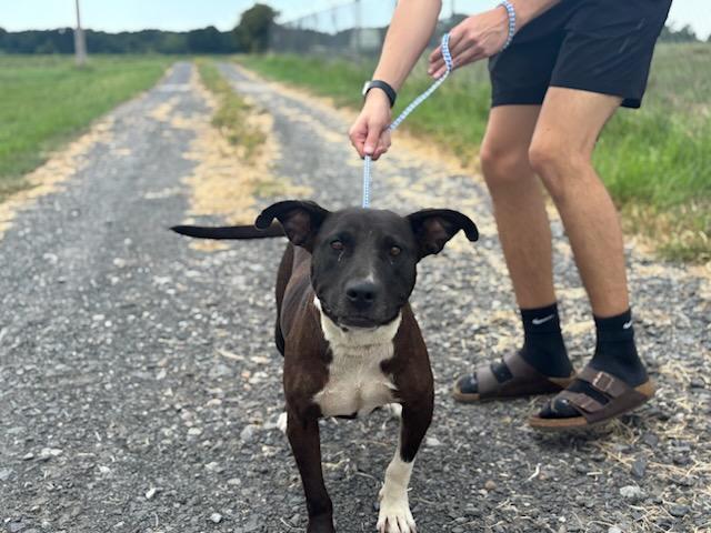 Star, ADOPTABLE, Adult Female Pit Bull Terrier.