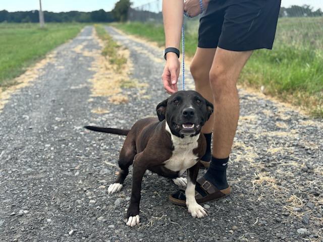Enlarge Star, a ADOPTABLE Pit Bull Terrier in Des Arc, AR image 2/2