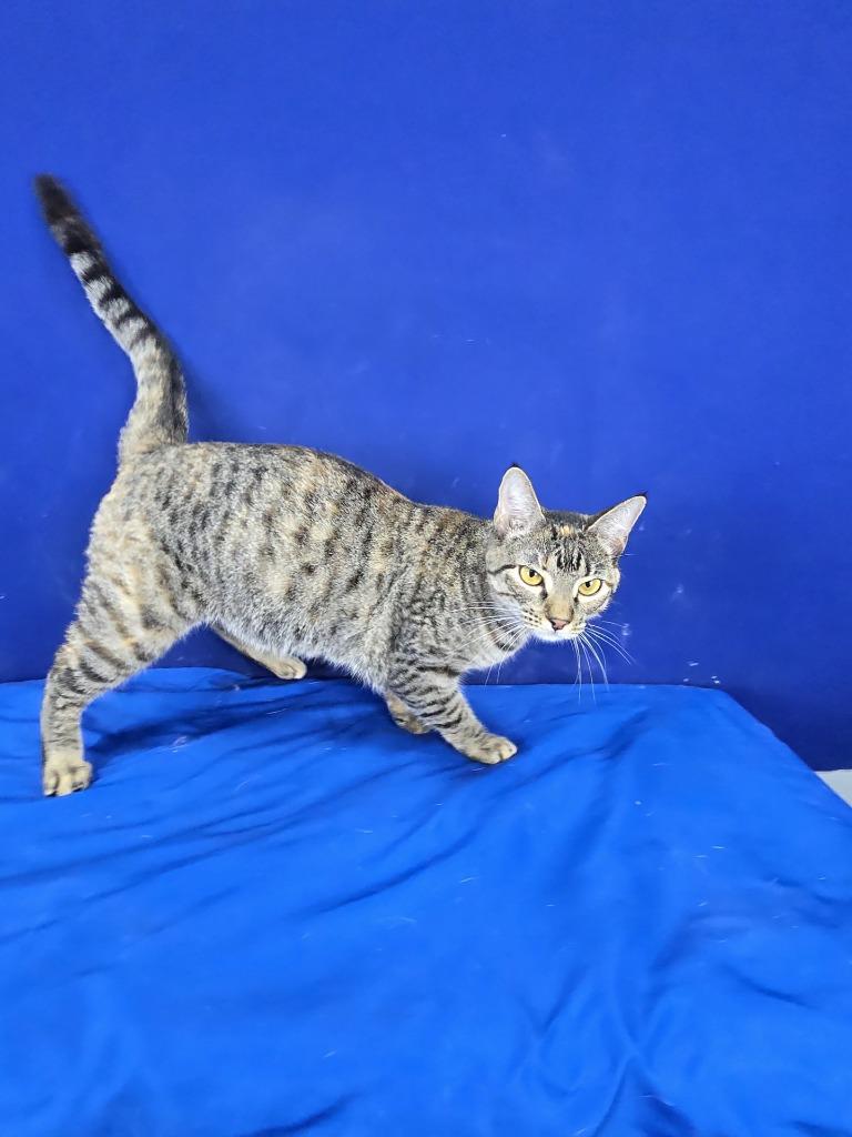 Enlarge Waffle, a Adoptable American Shorthair in Ruston, LA image 1/3