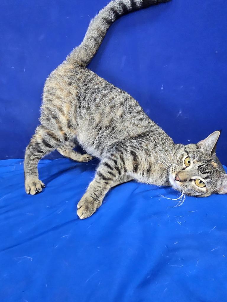 Enlarge Waffle, a Adoptable American Shorthair in Ruston, LA image 2/3