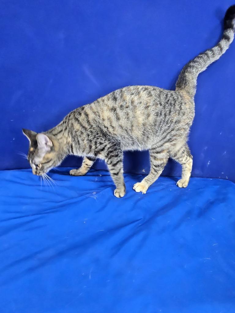 Enlarge Waffle, a Adoptable American Shorthair in Ruston, LA image 3/3