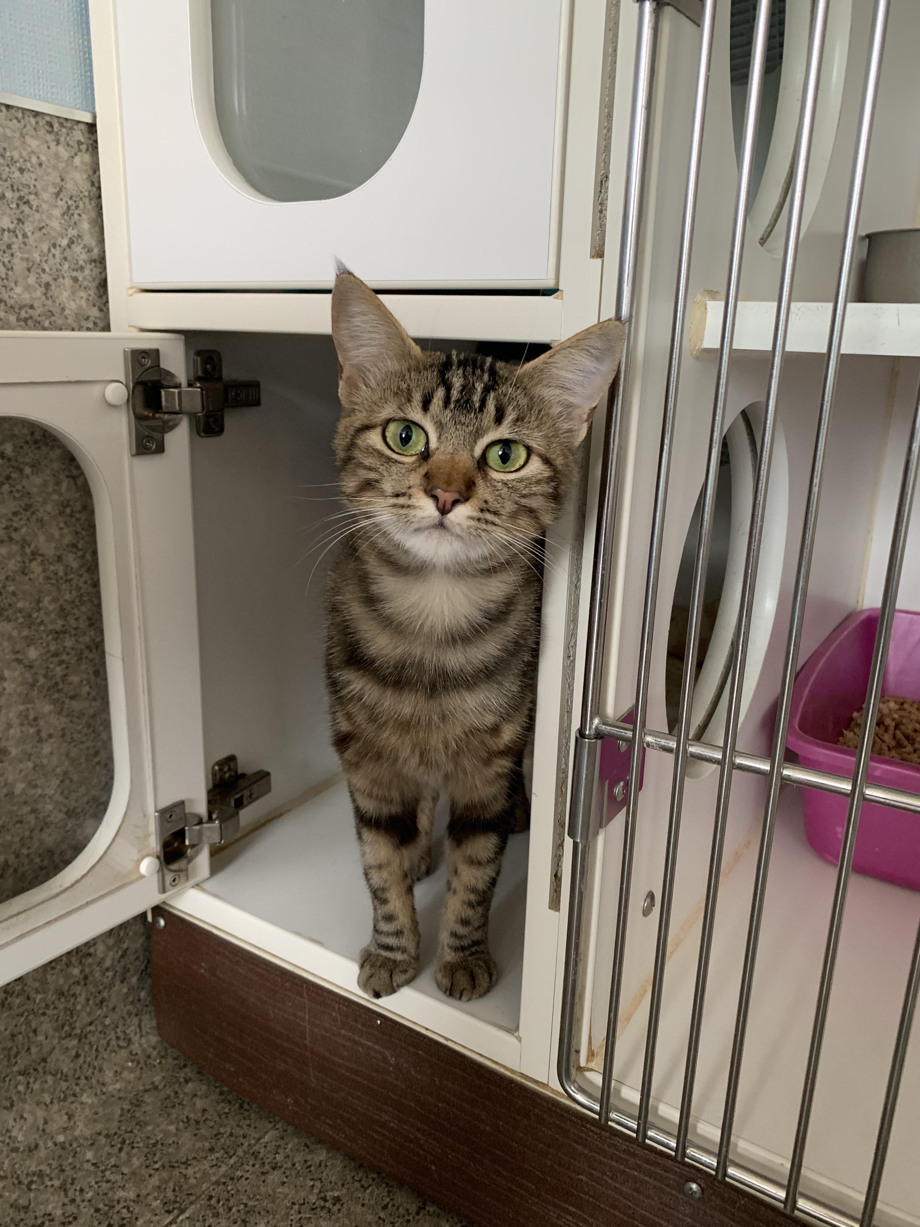 Enlarge Meat Bee, a Adopted Domestic Short Hair in Grass Valley, CA image 1/5