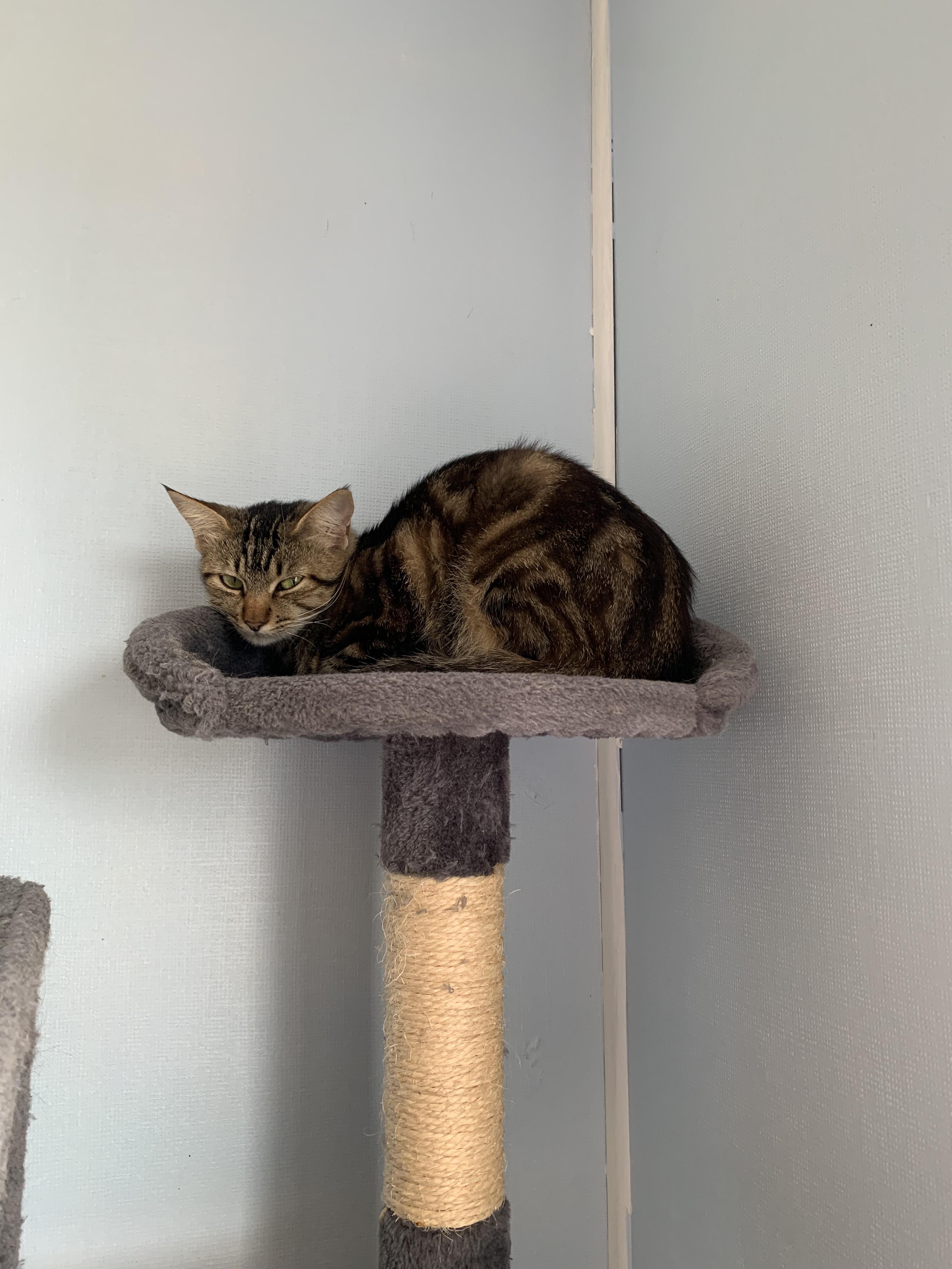 Enlarge Meat Bee, a Adopted Domestic Short Hair in Grass Valley, CA image 5/5