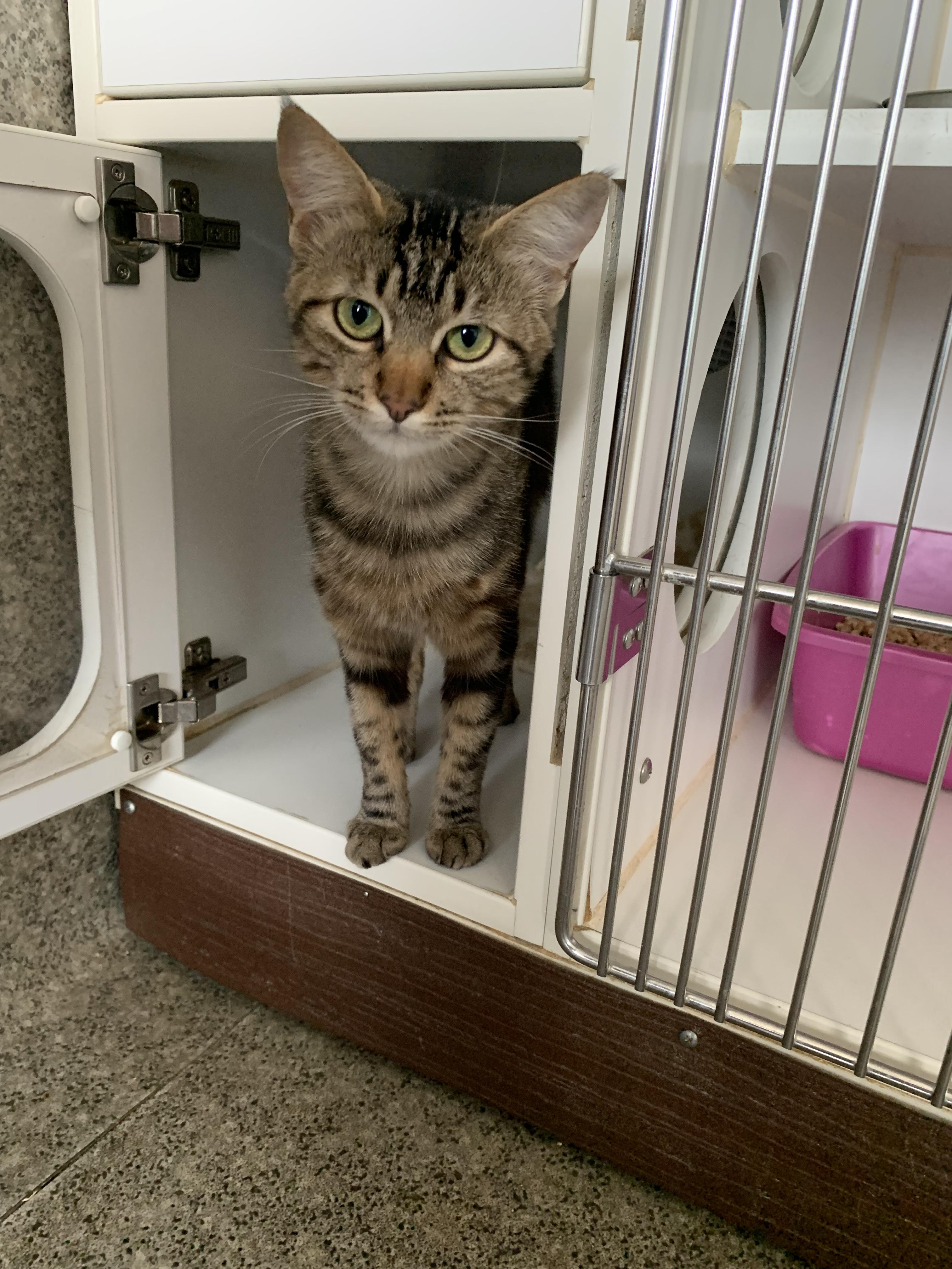 Enlarge Meat Bee, a Adopted Domestic Short Hair in Grass Valley, CA image 2/5