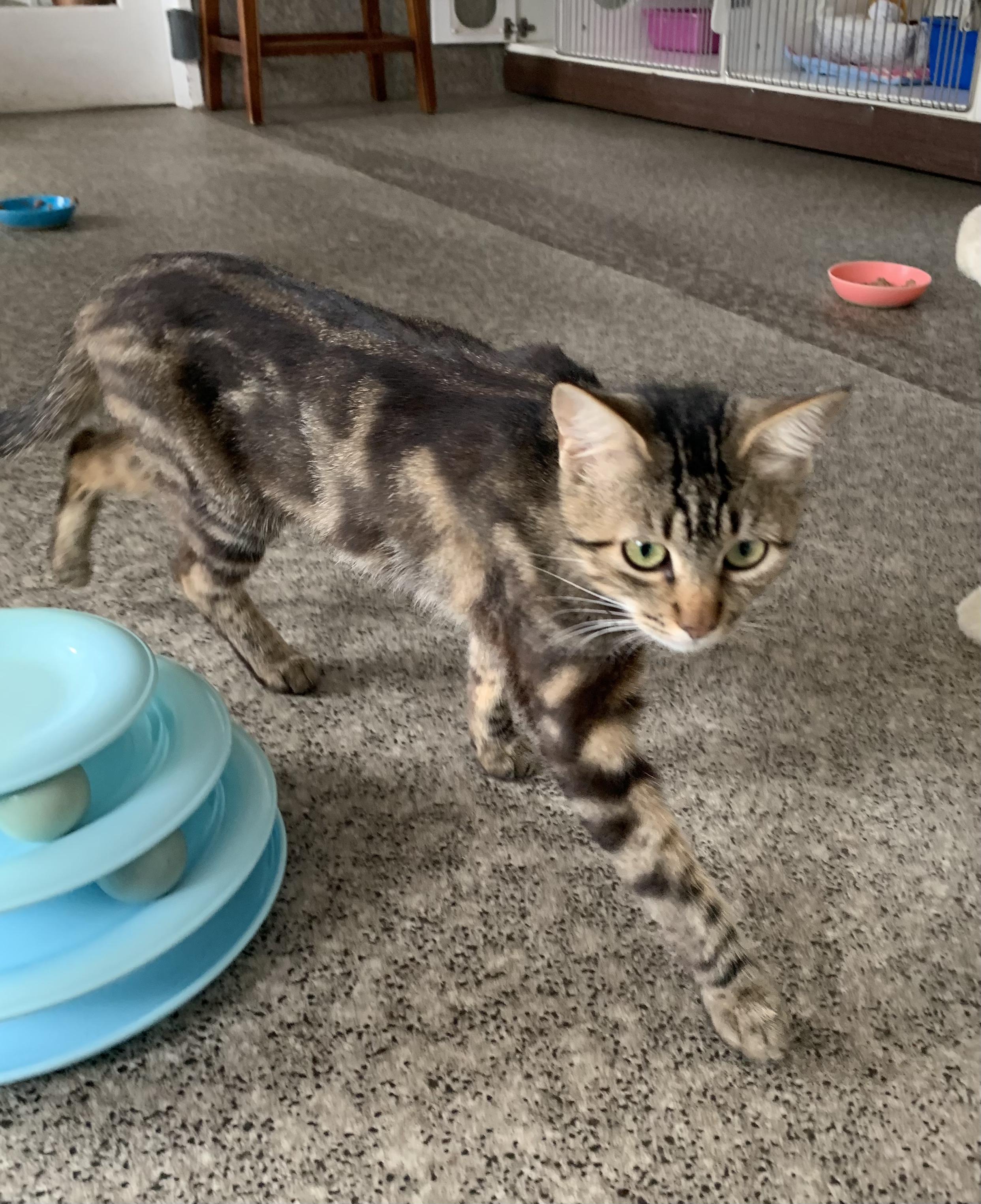 Enlarge Meat Bee, a Adopted Domestic Short Hair in Grass Valley, CA image 3/5