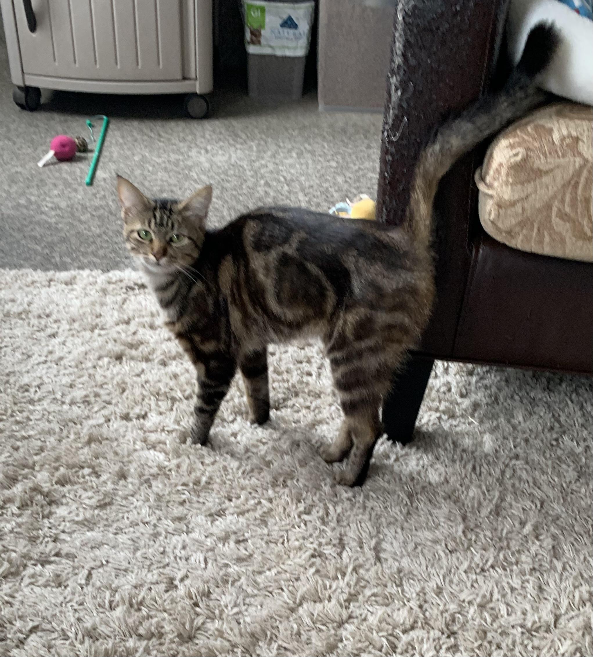 Enlarge Meat Bee, a Adopted Domestic Short Hair in Grass Valley, CA image 4/5