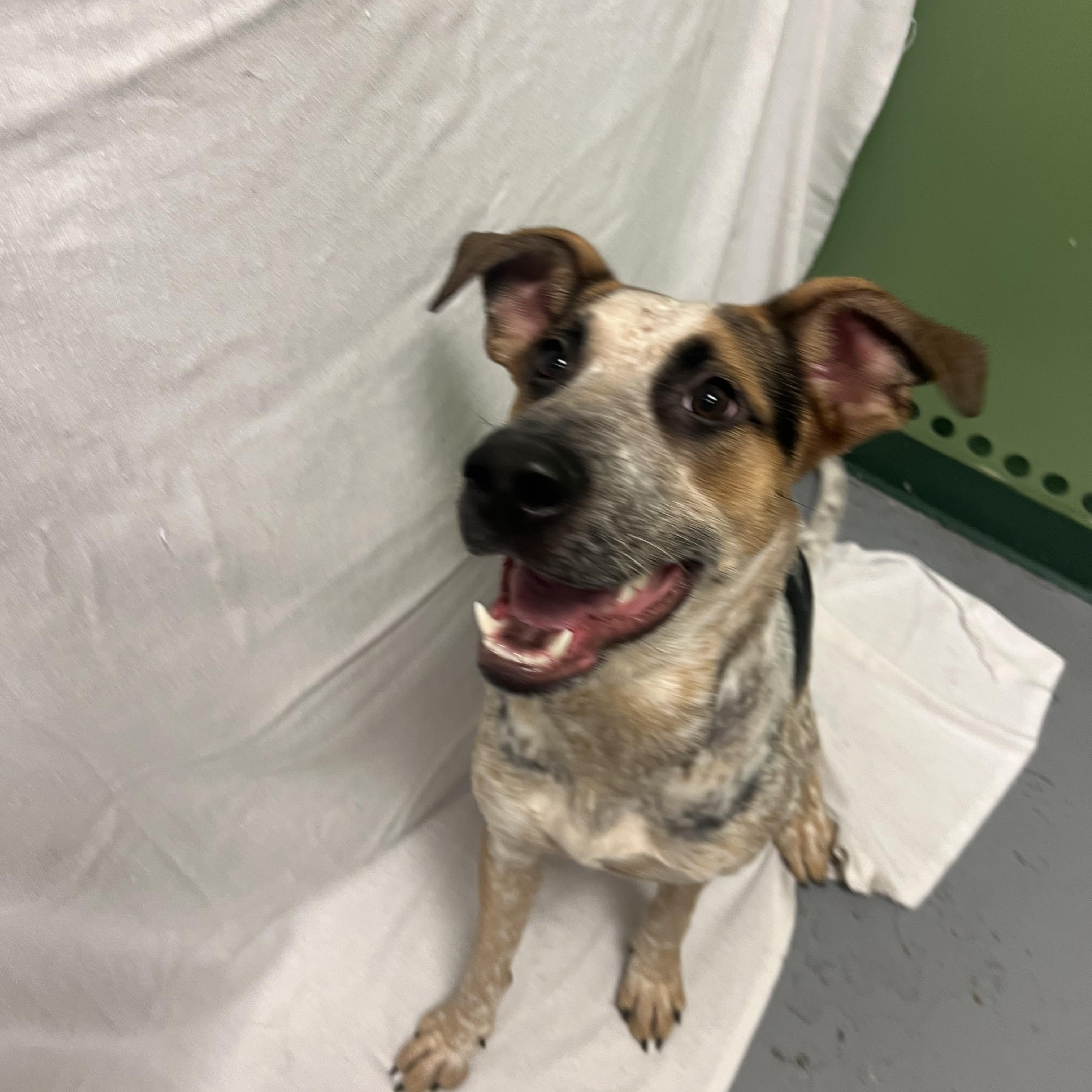 MAGGIE, an adoptable Australian Cattle Dog / Blue Heeler in Spokane, WA, 99216 | Photo Image 2