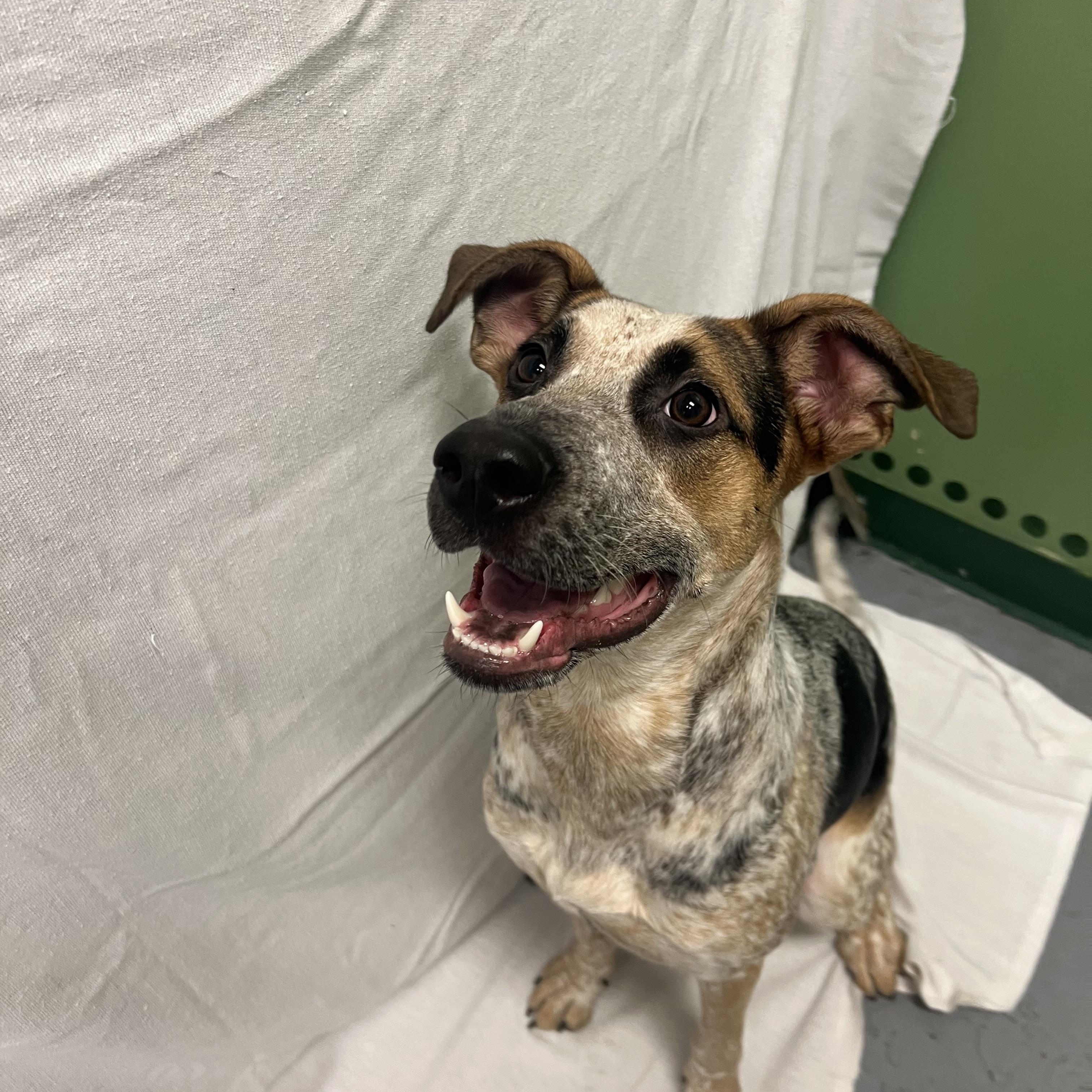 MAGGIE, an adoptable Australian Cattle Dog / Blue Heeler in Spokane, WA, 99216 | Photo Image 1