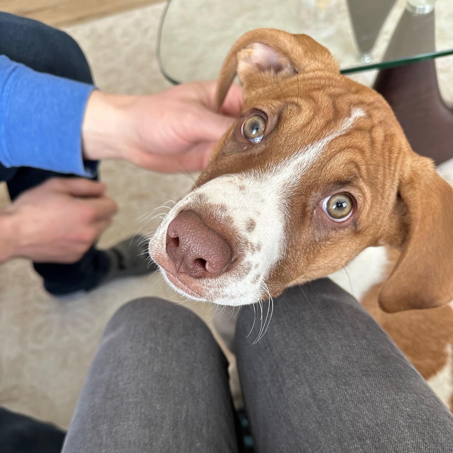 Jessabelle, ADOPTABLE, Young Female Mixed Breed.