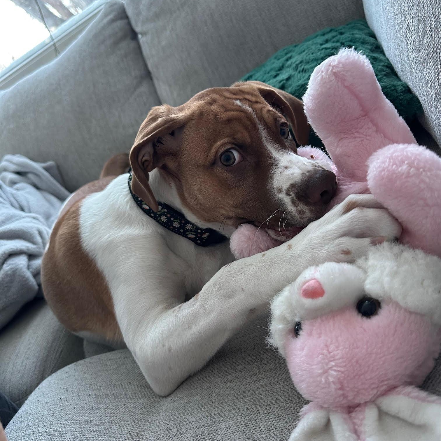 Enlarge Jessabelle, a ADOPTABLE Mixed Breed in Morden, MB image 6/6