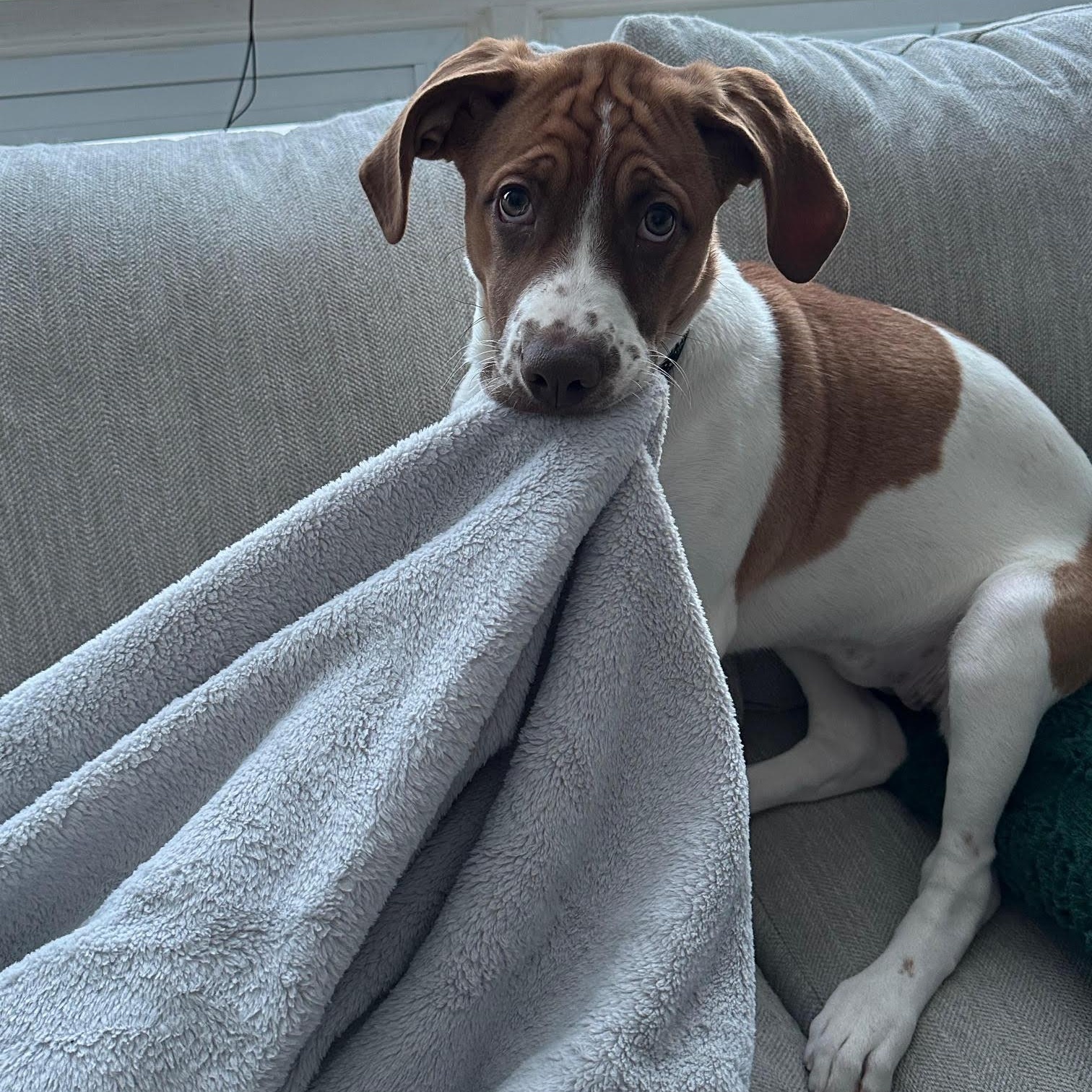 Enlarge Jessabelle, a ADOPTABLE Mixed Breed in Morden, MB image 2/6