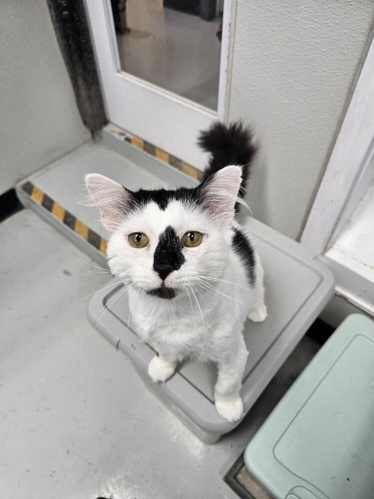 Buttons, Adoptable, Adult Male Domestic Short Hair.