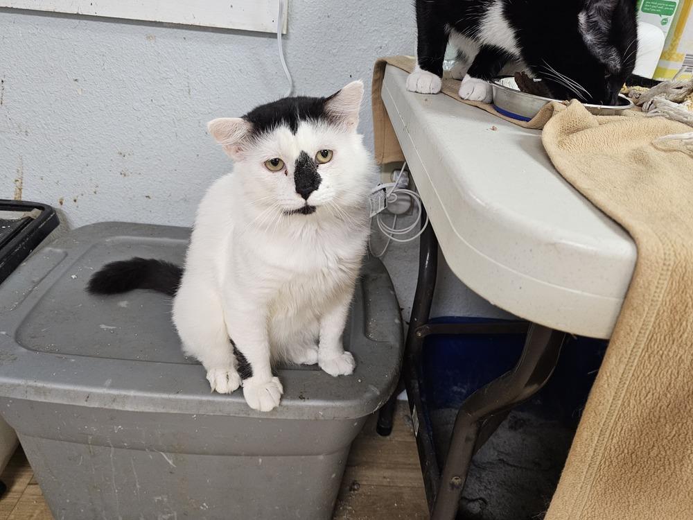 Enlarge Buttons, a Adoptable Domestic Short Hair in Bossier City, LA image 2/2