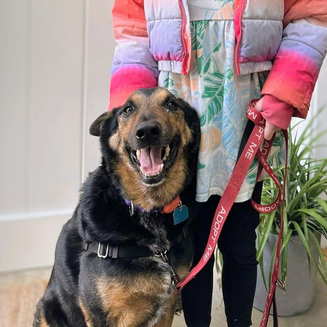 Baldwin, Adoptable, Adult Male German Shepherd Dog.