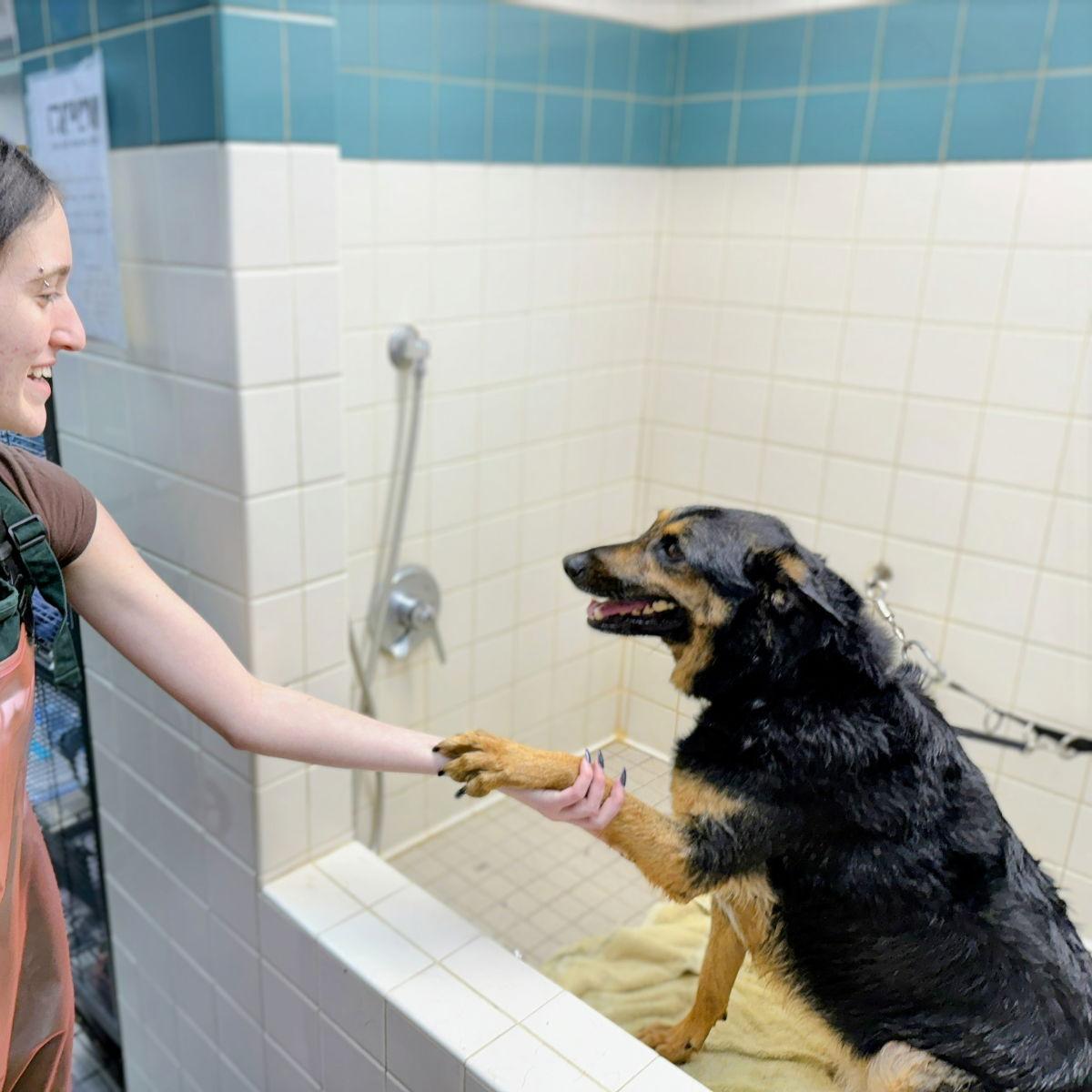 Baldwin, a Adoptable German Shepherd Dog in Oakland, CA image 1/3