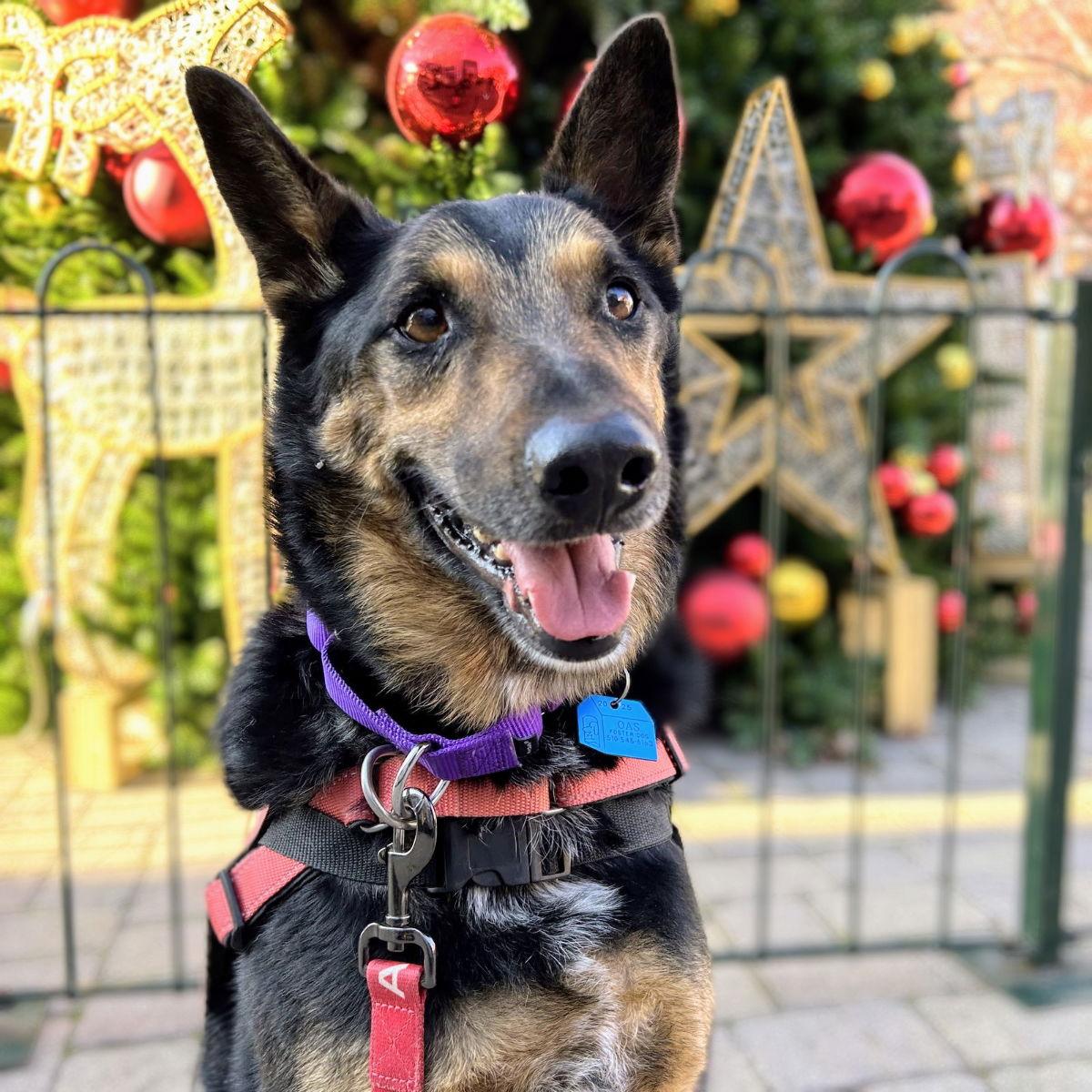 Baldwin, a Adoptable German Shepherd Dog in Oakland, CA image 2/3