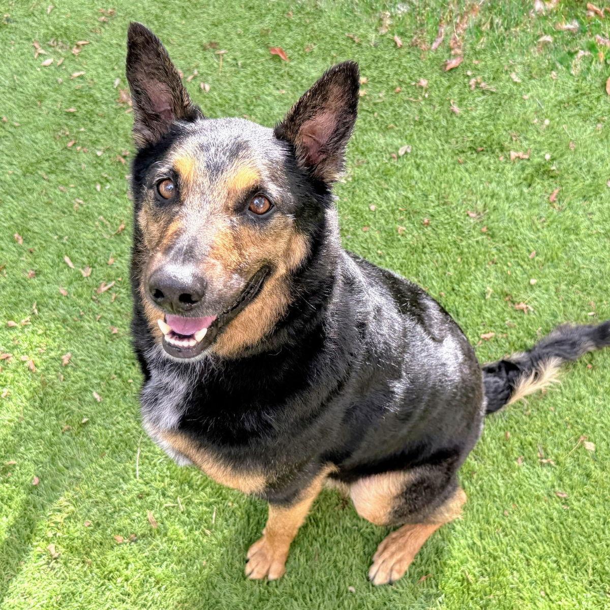 Baldwin, a Adoptable German Shepherd Dog in Oakland, CA image 3/3