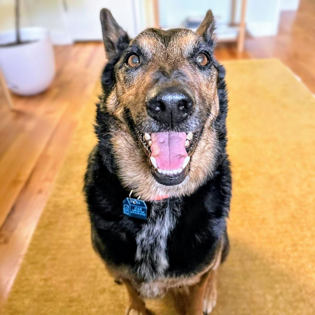 Baldwin, a Adoptable German Shepherd Dog in Oakland, CA image 2/3