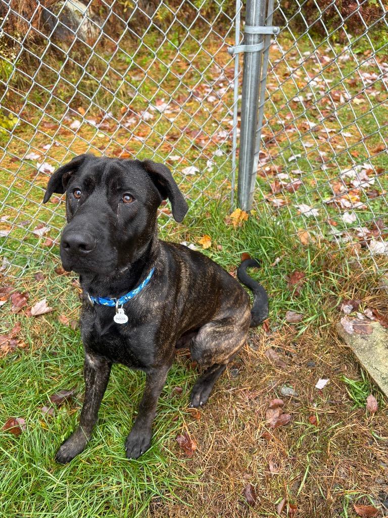 Enlarge Bo, a Adoptable mixed breed in Lunenburg, VT image 1/1