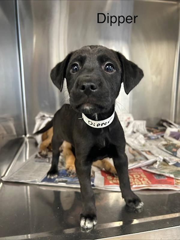 Dipper, Adoptable, Puppy Male Boxer.