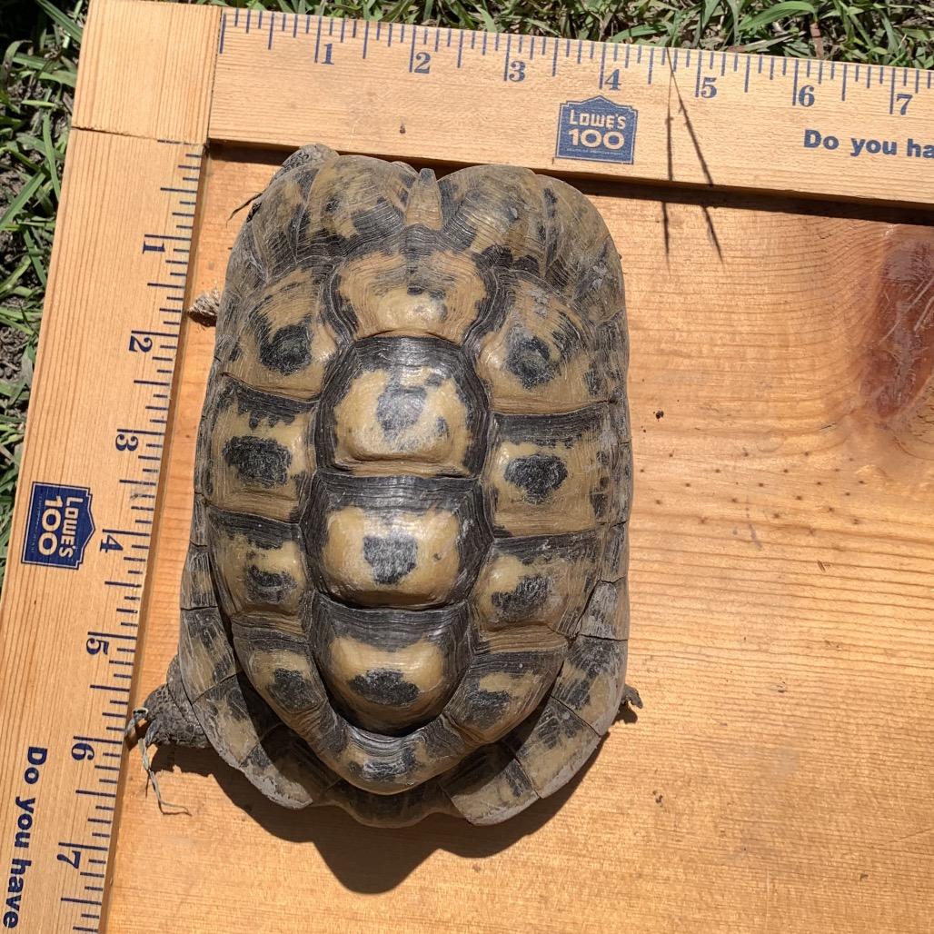 Lumpy, Adoptable, Senior Male Tortoise.