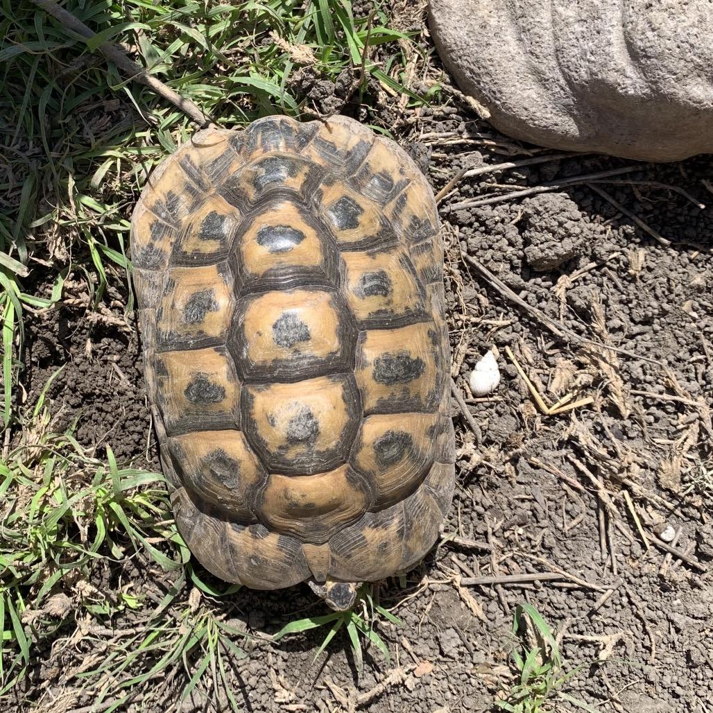 Enlarge Lumpy, a Adoptable Tortoise in San Marcos, TX image 2/4