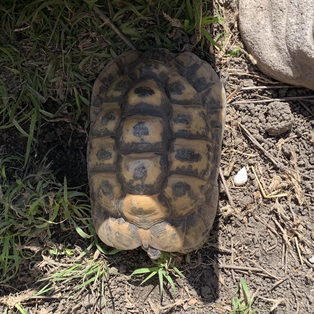 Enlarge Lumpy, a Adoptable Tortoise in San Marcos, TX image 3/4