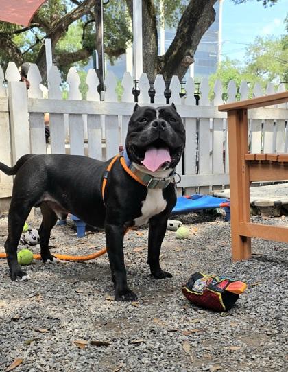 Lenny, Adoptable, Adult Male Pit Bull Terrier & Mixed Breed.