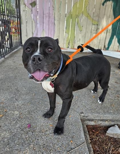 Enlarge Lenny, a Adoptable mixed breed in New Orleans, LA image 2/3